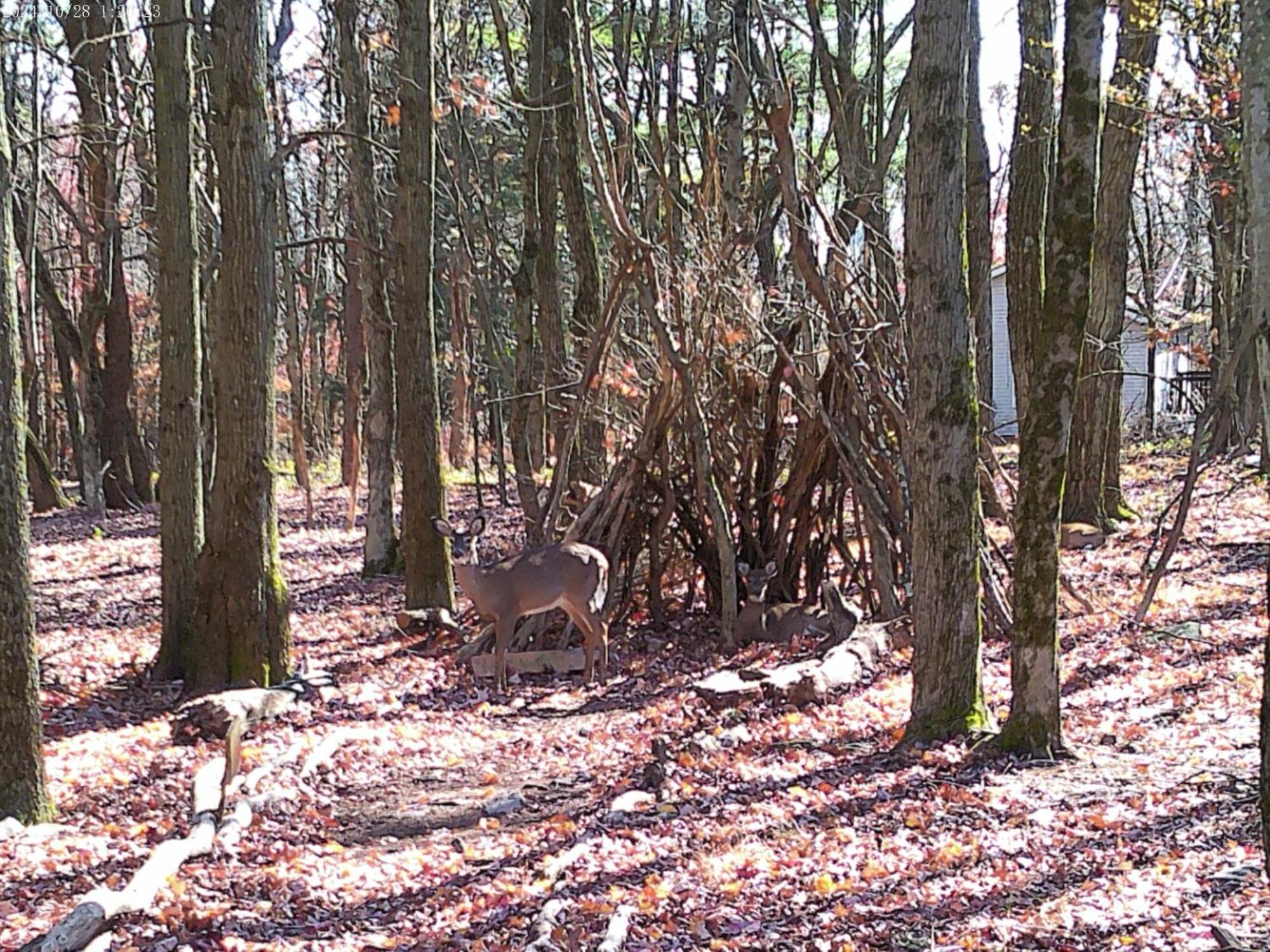 Serenity And Fun All In One In This Cozy Pocono Cabin Jim Thorpe Εξωτερικό φωτογραφία
