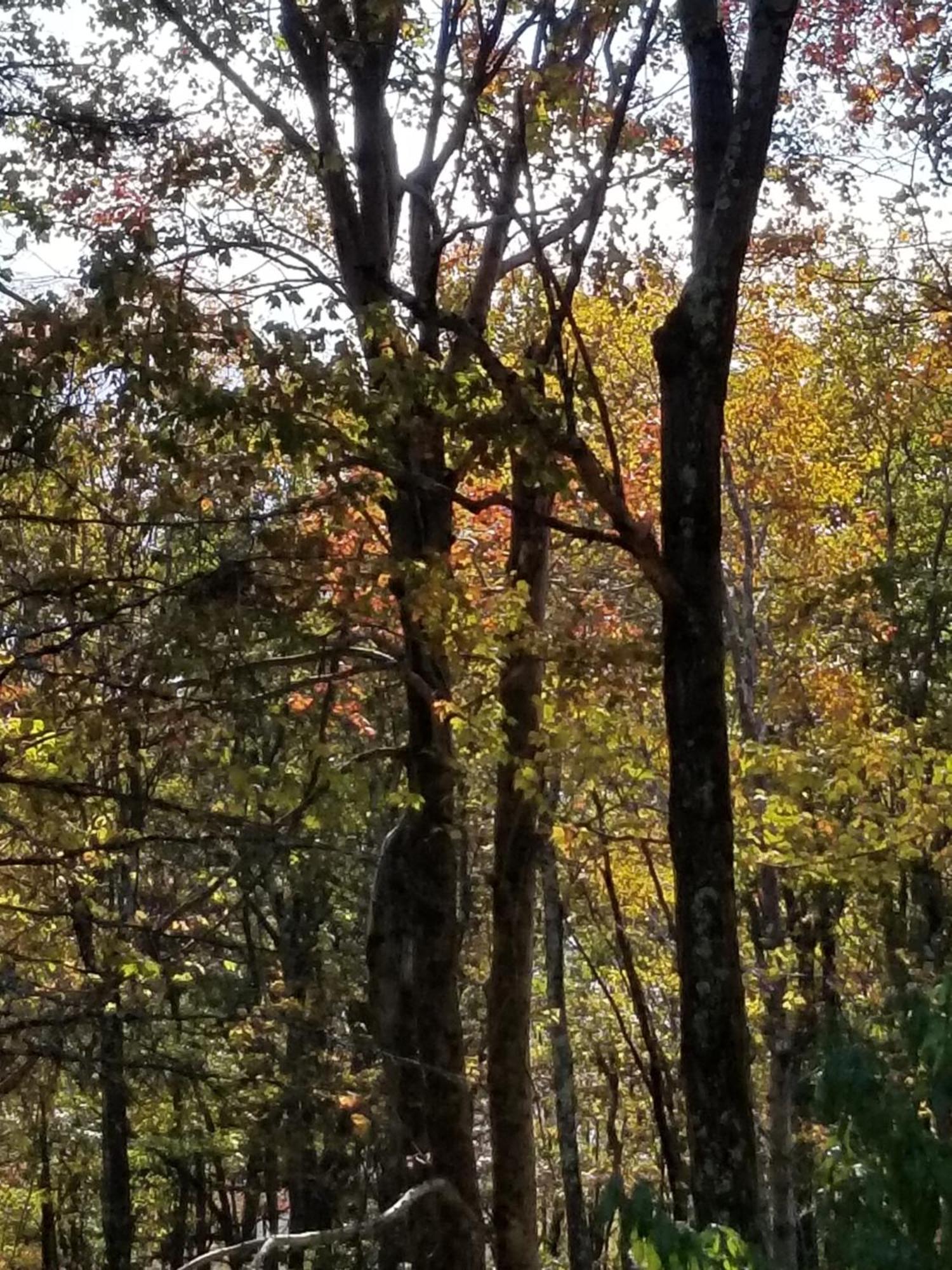 Serenity And Fun All In One In This Cozy Pocono Cabin Jim Thorpe Εξωτερικό φωτογραφία